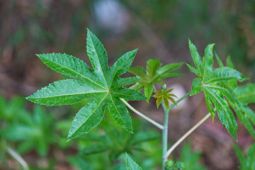 Cassava Manihot esculenta.Cassava leaves with fresh green color. Cassava with the Latin name Manihot esculenta. Cassava trees in plantations.