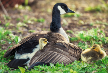 Baby gosling hiding under mother's wing