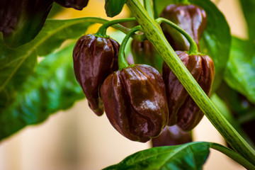 Group of chocolate habanero peppers (Capsicum chinense) on a habanero plant. Chocolate brown hot...