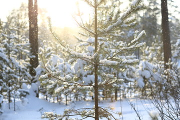 Fir branches covered with snow in the sun