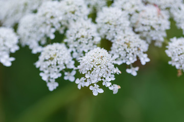 selective focus of white flower
