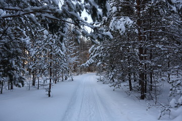 Very beautiful winter forest with the sun and the road