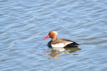 Kolbenentenmännchen 