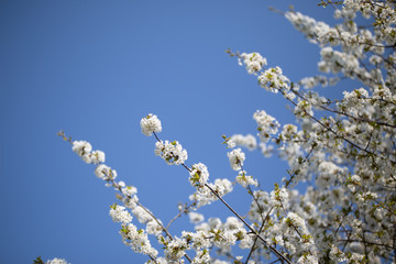 weiße Blüten - blauer Himmel