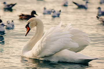 A beautiful white swan floats on sea water against a background of seabirds. Wintering on the Black Sea off the coast of Anapa