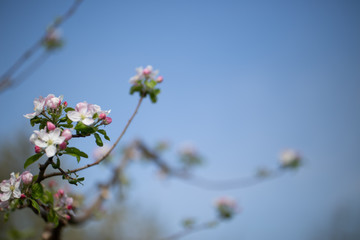 Blüte vor blauem Himmel