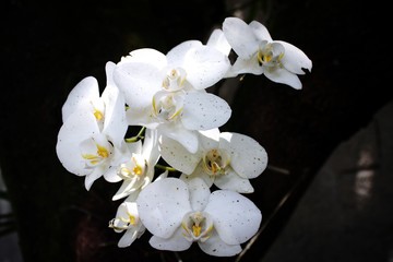 Beautiful orchid decorating the garden