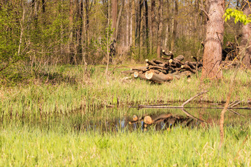 Felled trees that are reflected in the water of the pond.