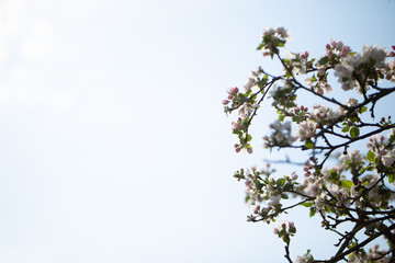 Kirschblüten und Himmel