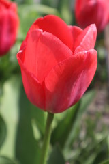 Flowers of red tulips in the garden. Spring flowers.