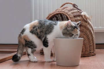 The little cat drinks water from a pot. Beside is his wicker basket for sleeping. This is the...