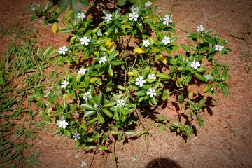 Beautiful flower adorning the garden