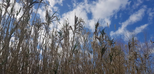 grass and sky