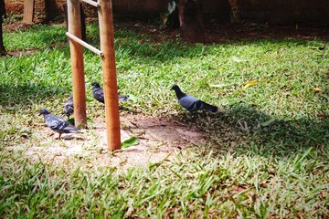 
Pigeons feeding on the house terrace