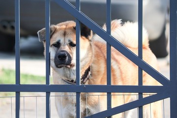 Wachhund hinter dem Tor zum Hof  © Manfred Richter
