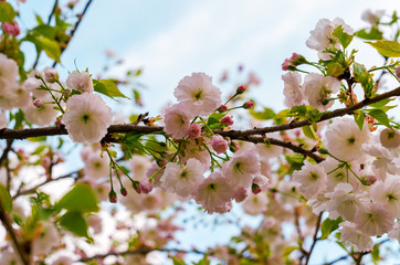 Blooming tree in spring with pink flowers