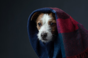 dog nose with tissue. The pet hid. Warm cloth