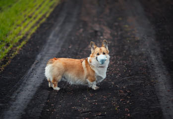 sad puppy red dog Corgi for a walk outside in the Park in a medical mask for safety from the flu epidemic