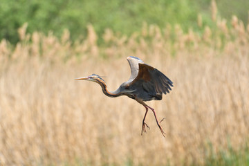 Purpurreiher im Flug 