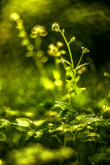 A green stalk of grass in an artistic blur with bokeh