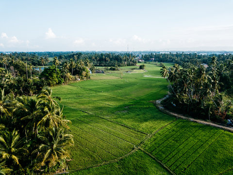 Aerial view of ricefield and coconut trees in Aceh, Indonesia.