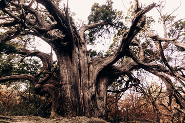Fototapeta na wymiar Huge ancient juniper in Utrish reserve in Russia. A large coniferous semi-dry tree was broken by lightning, but still alive. The old master of the forest.