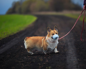sad puppy red Corgi dog on a walk in the street in a medical mask for safety from the flu epidemic