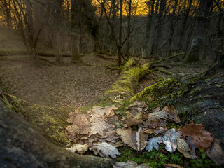 Arbol caído en bosque al amanecer