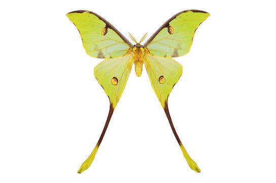 Yellow green colored African long-tailed Comet Moth from Kenya (Argema mimosae) isolated on white background