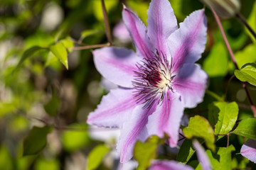 Nahaufnahme lila pinke Clematis Waldrebe