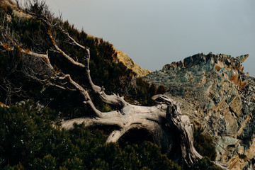 A juniper tree with a lush coniferous tree deformed by gusts of wind grows on a rocky rocky cliff...