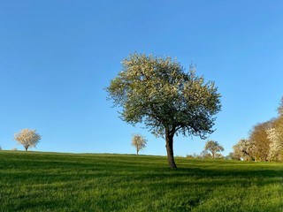 Fototapeta na wymiar Blooming apple trees on a meadow against blue sky in springtime