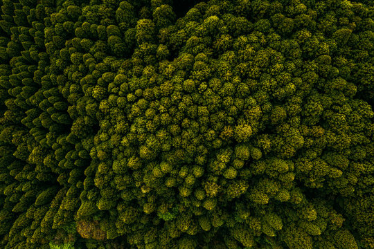 Aerial view of treetops at Yuki River, Chiba, Japan.