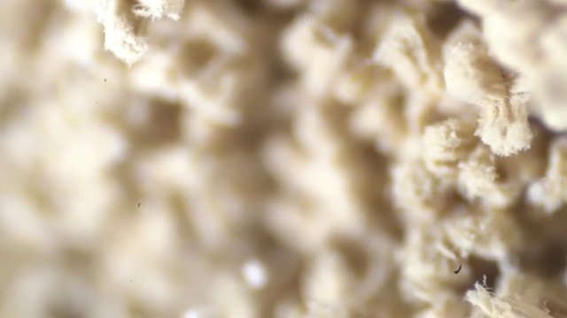 Aspergillus (mold) under microscope view in laboratory.