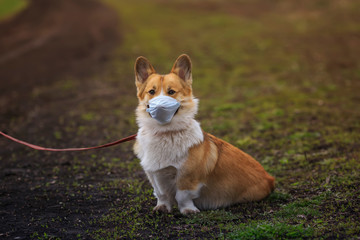 Naklejka na ściany i meble sad red Corgi puppy walking on the street in a medical mask for safety from the epidemic