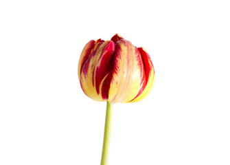 Fototapeta na wymiar Elegant red-orange tulip on a background of green leaves. Bright red-yellow tulip bud. Floral Greeting Card. One beautiful tulip.