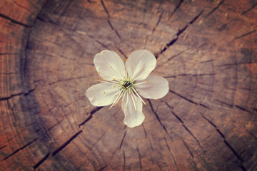 Spring cherry blossom flower on vintage wooden texture. Concept for live or new beginning