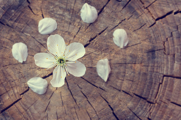 Spring cherry blossom flower with petals on vintage wooden texture. Concept for live or new beginning