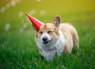 portrait of a cute Corgi dog puppy in a festive hat on the green grass funny closed his eyes