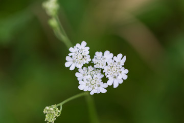 selective focus of a white flower