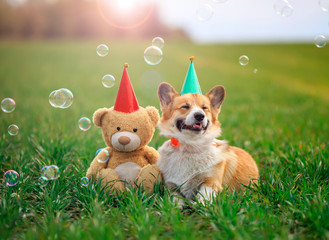portrait of a cute Corgi dog puppy and a toy bear in holiday hats sitting on the green grass among flying soap bubbles