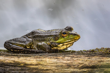A large green frog sits on the edge of a large piece of wood at the water's edge on a rainy summer day. Wildlife. Close-up.