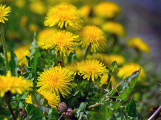 dandelion flowers growing along a country road