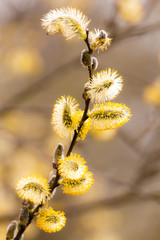 Obraz premium willow catkins in spring
