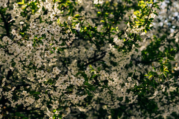 Texture of flowering fruit trees in spring. Tree branch in the foreground in delicate white spring flowers