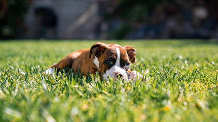 Brindle  and White Boxer Puppy Laying in the Grass