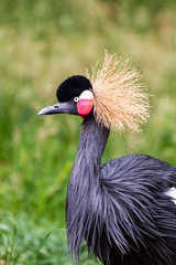 grey crowned crane © Johan