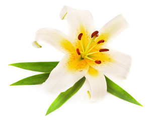 Fototapeta na wymiar One white lily.