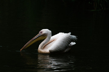 pelican on the water