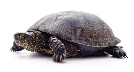 Wild black turtle.